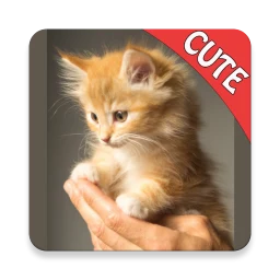 Symbol von Nette Katzen-Speicher-Matching